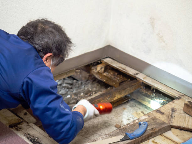 Best Industrial Mold Remediation in Ralls, TX