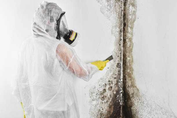 Best Crawl Space Mold Remediation in Ralls, TX