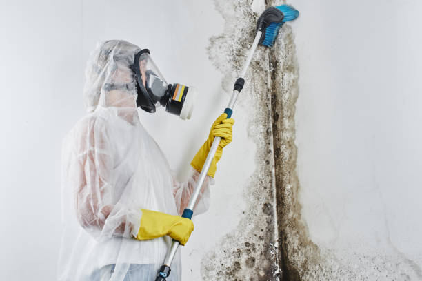 Best Localized Mold Remediation (e.g., coastal areas, humid climates) in Ralls, TX