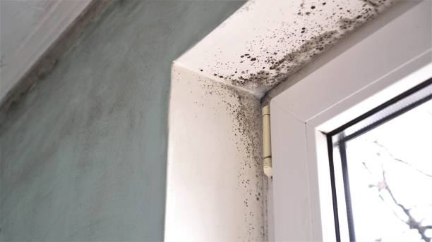 Professional Mold Remediation in Ralls, TX