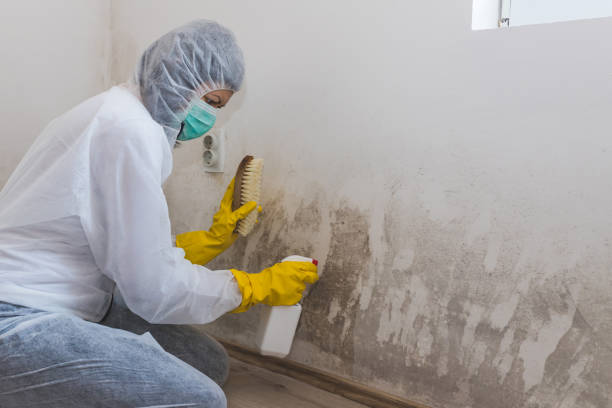 Best Crawl Space Mold Remediation in Ralls, TX