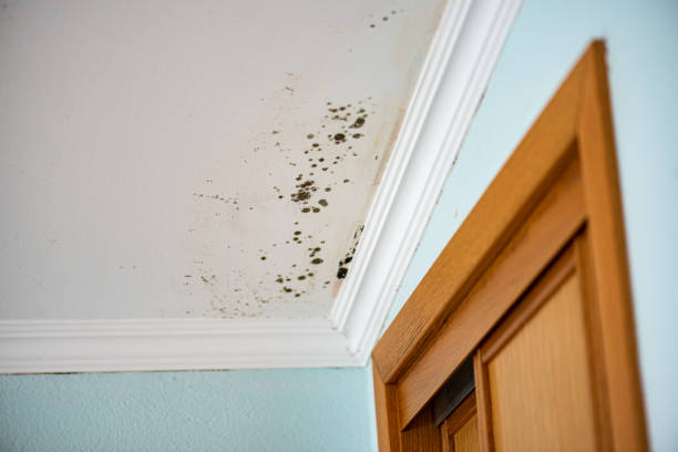 Best Mold Remediation for Specific Building Types in Ralls, TX