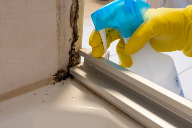 Best White Mold Remediation in Ralls, TX