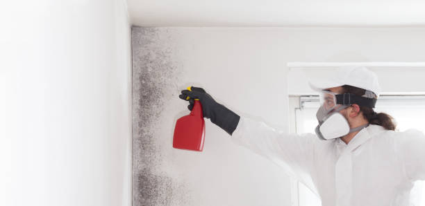 Best White Mold Remediation in Ralls, TX