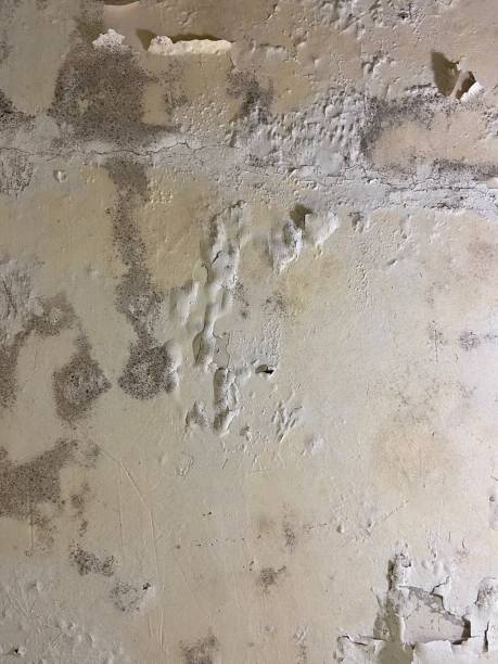 Professional Mold Remediation in Ralls, TX