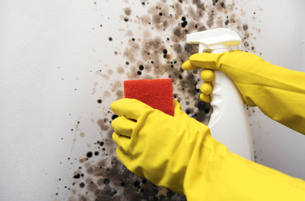 Best Black Mold Remediation in Ralls, TX