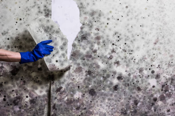Best Attic Mold Remediation in Ralls, TX