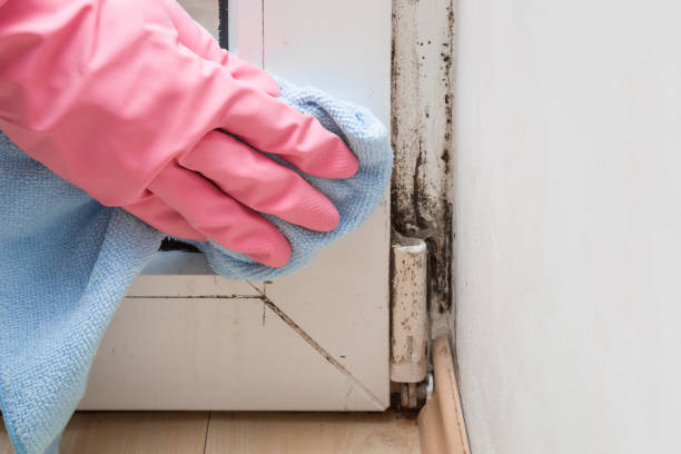 Best DIY Mold Remediation Support Services in Ralls, TX