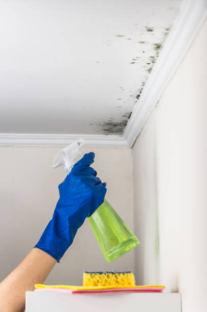 Best Mold Testing and Inspection Services in Ralls, TX