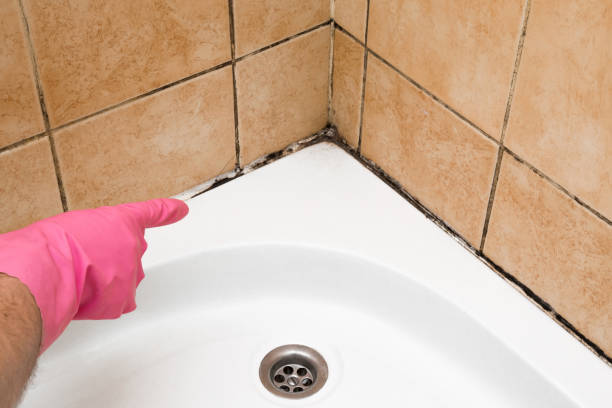 Best Health and Safety Mold Remediation in Ralls, TX