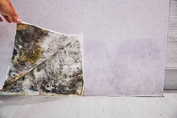 Best Black Mold Remediation in Ralls, TX